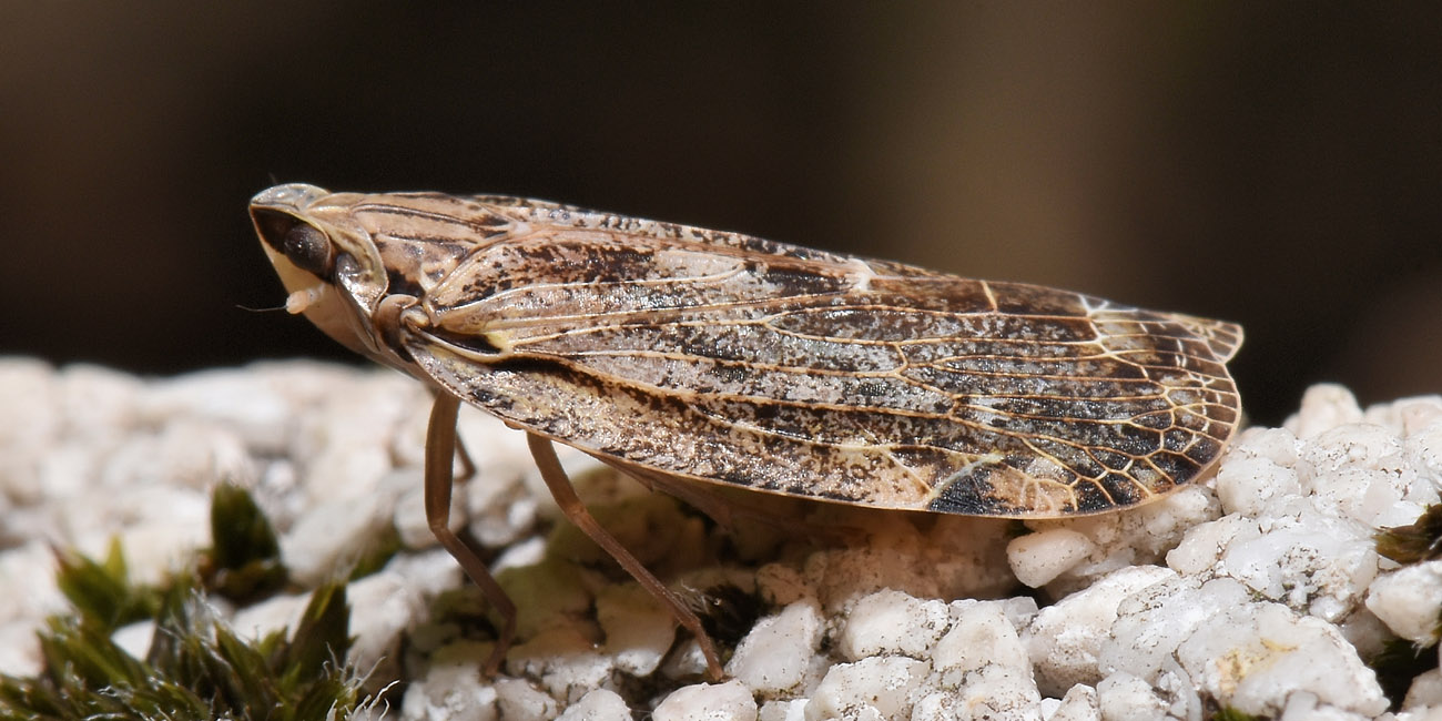 Achilidae: Cixidia sp?